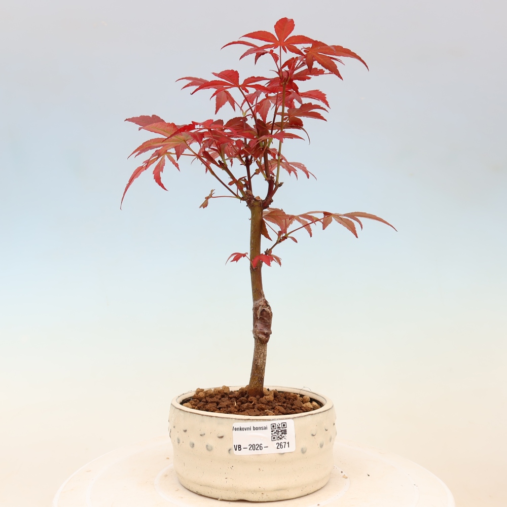 Bonsai für draußen - Acer-Palme. Atropurpureum-Javor palmate