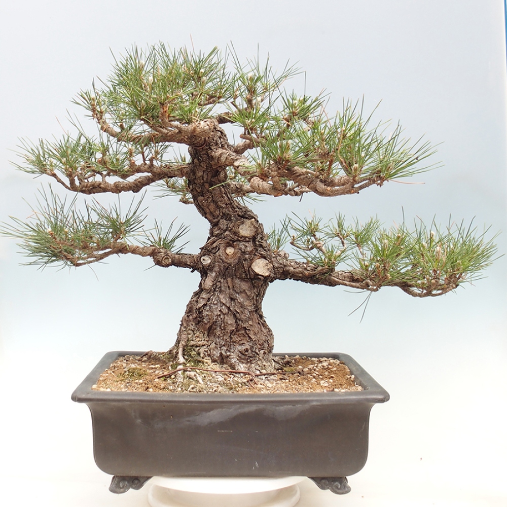 Bonsai für draußen - Pinus thunbergii - Thunberg-Kiefer