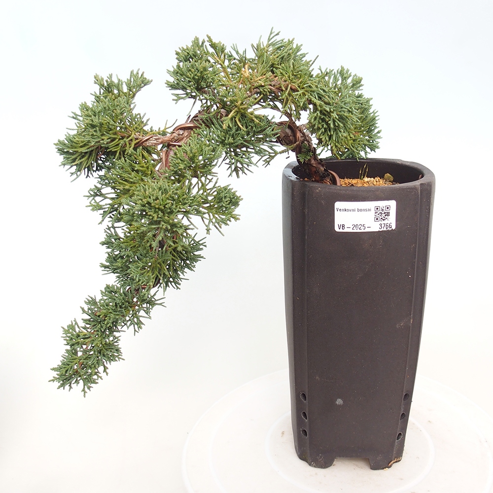 Bonsai für draußen - Juniperus chinensis Kishu