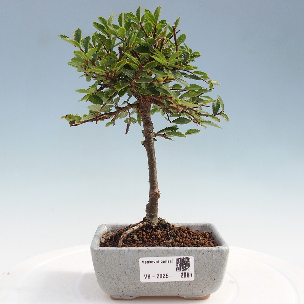 Bonsai für draußen - Ulmus parvifolia Sagei - Kleinblättrige Ulme