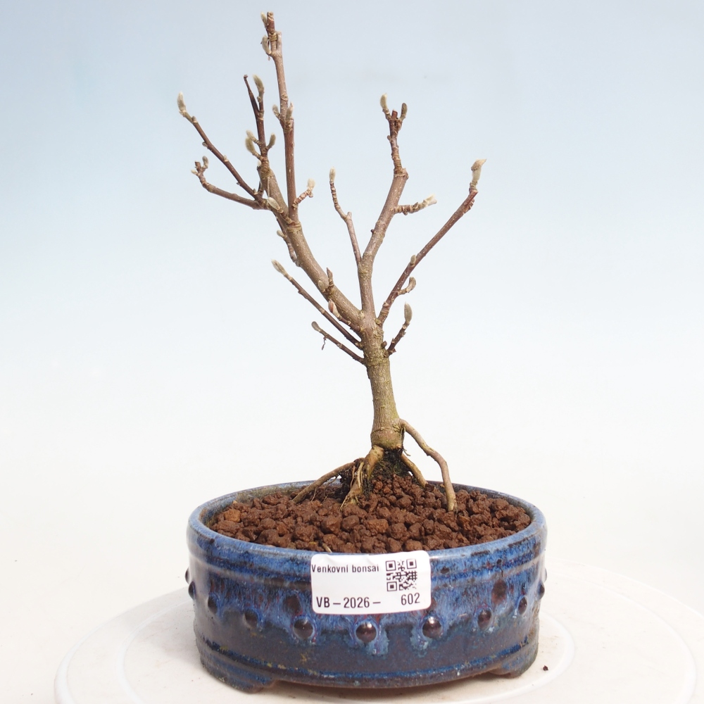 Bonsai für draußen - Magnolia stellata