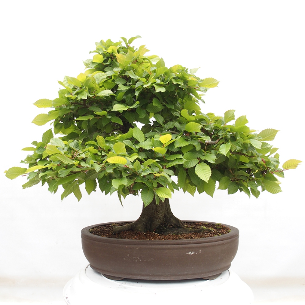 Bonsai für draußen - Hainbuche - Carpinus betulus