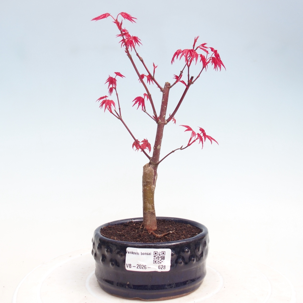 Bonsai für draußen - Acer palmatum DESHOJO