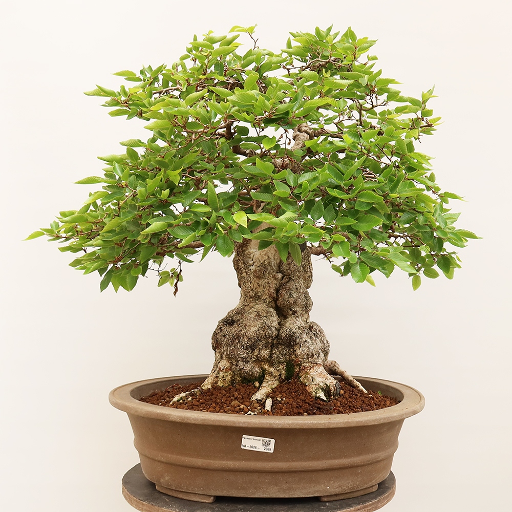 Bonsai für draußen - Karpinus Coreana - Koreanische Hainbuche