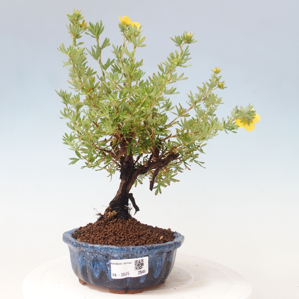 Bonsai für draußen - Potentila fruticosa gelber Vogel