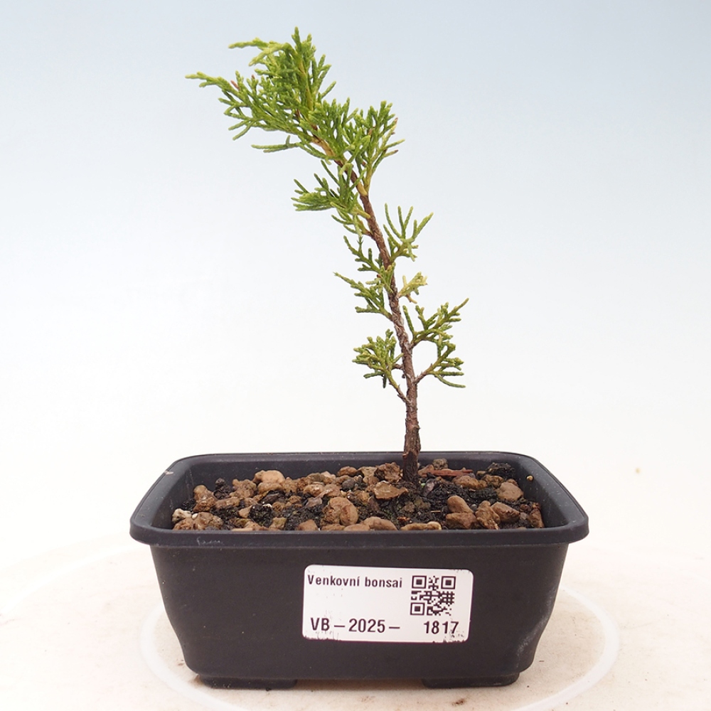 Bonsai für draußen - Juniperus chinensis Itoigawa