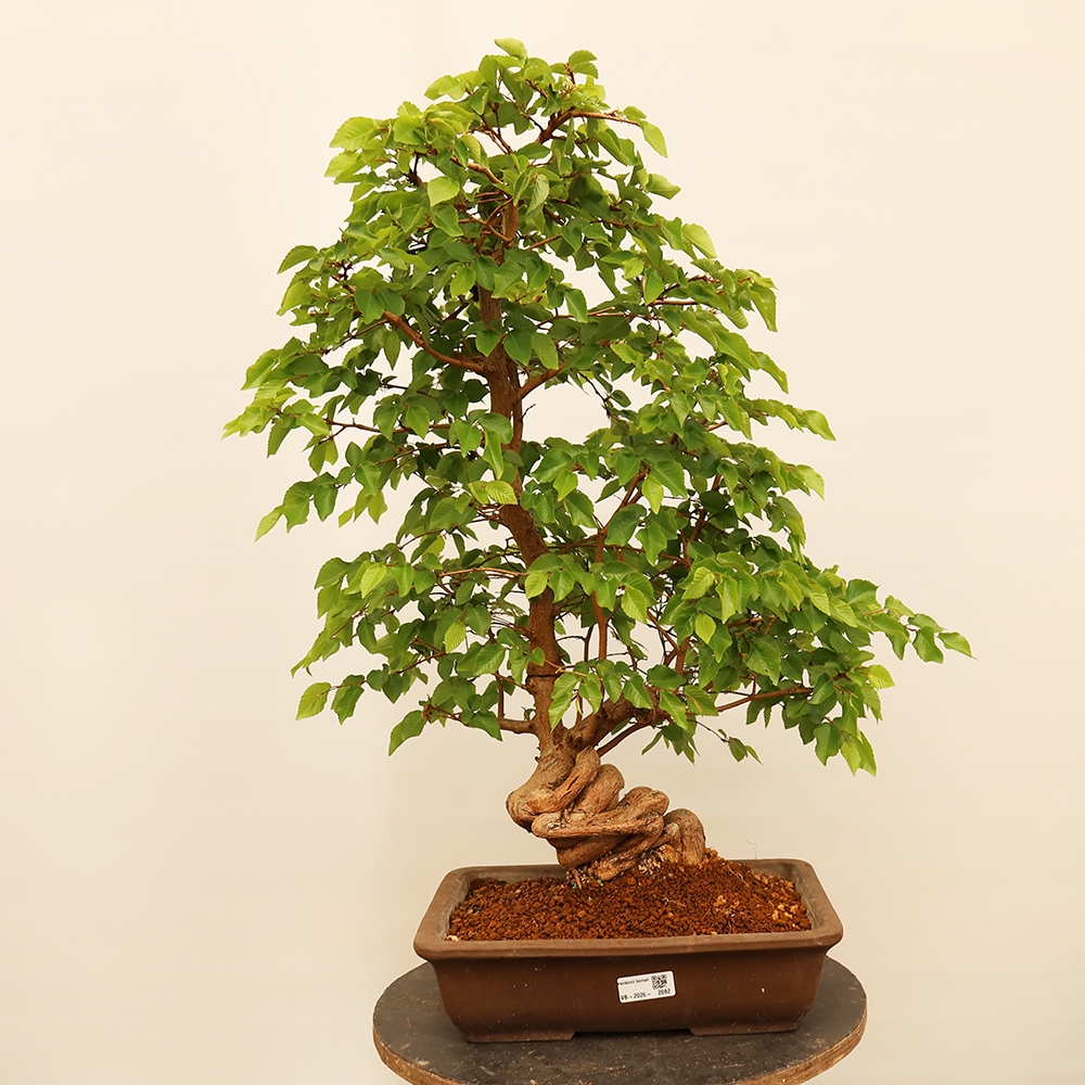 Bonsai für draußen - Karpinus Coreana - Koreanische Hainbuche