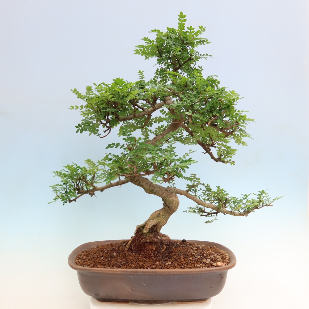 Zimmer Bonsai - Zantoxylum piperitum - Pfefferbaum