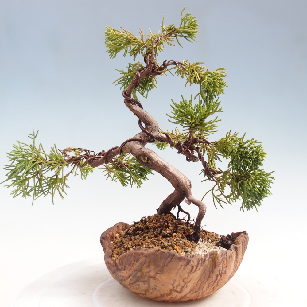 Bonsai für draußen - Juniperus chinensis Kishu