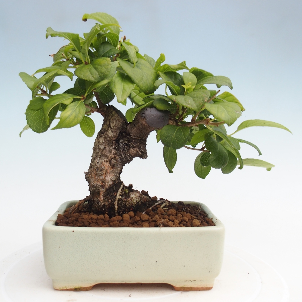 Bonsai für draußen - Celastrus orbiculatus
