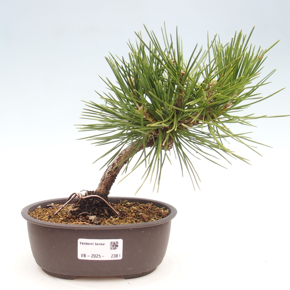 Bonsai für draußen - Pinus thunbergii - Thunberg-Kiefer