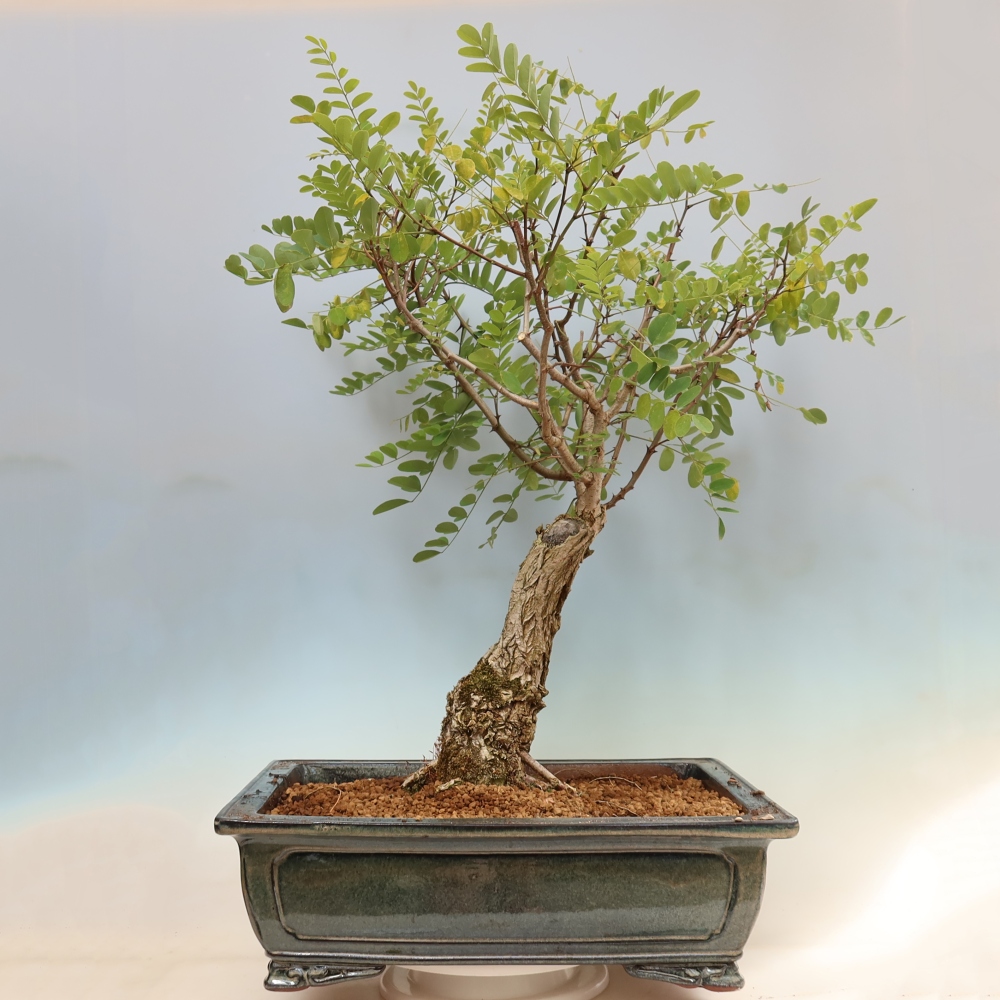 Bonsai für draußen - Dorn-Akazie - Robinia pseudoacacia
