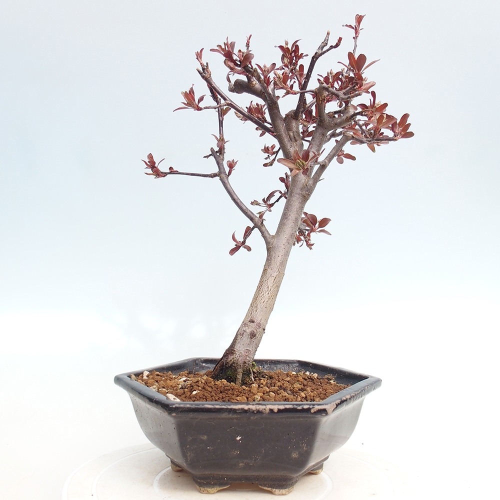 Outdoor-Bonsai -Malus domestica - Kleinfrüchtiger rotblättriger Apfelbaum