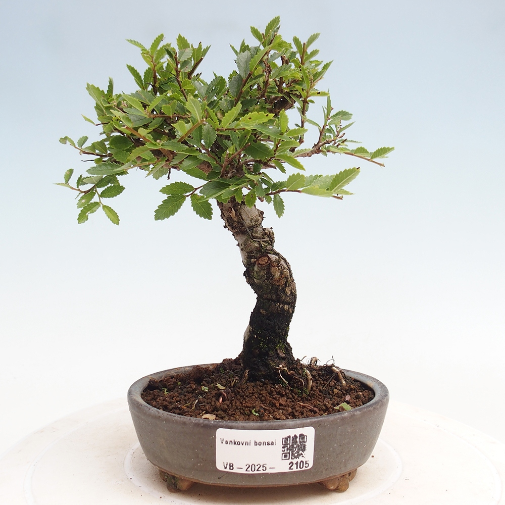 Bonsai für draußen - Zelkova - Zelkova NIRE