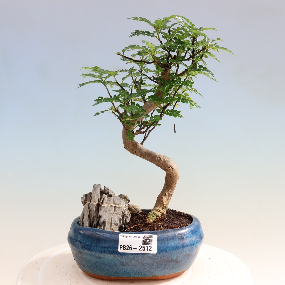 Zimmer Bonsai - Zantoxylum piperitum - Pfefferbaum