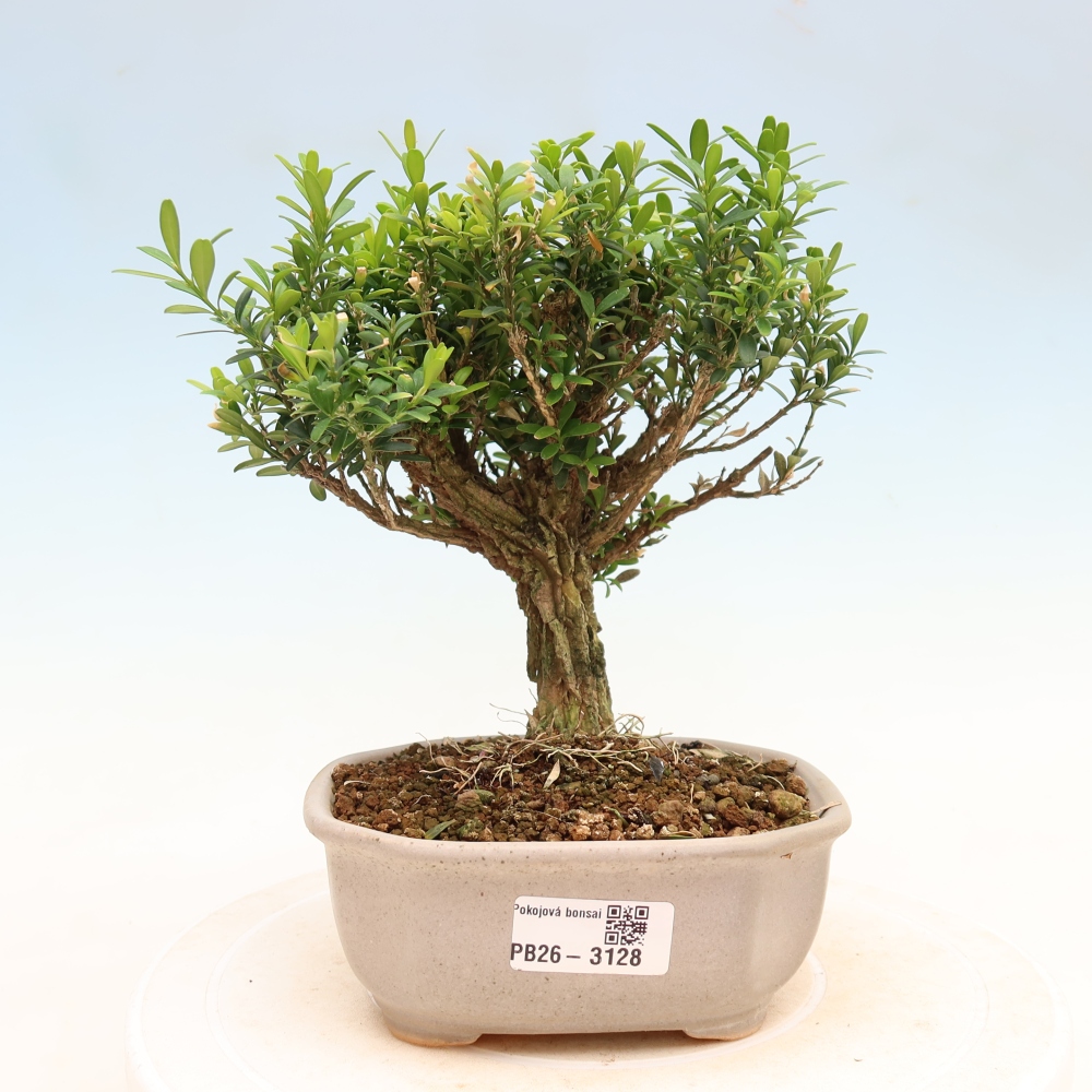 Zimmer Bonsai - Buxus harlandii - Korkbuxus