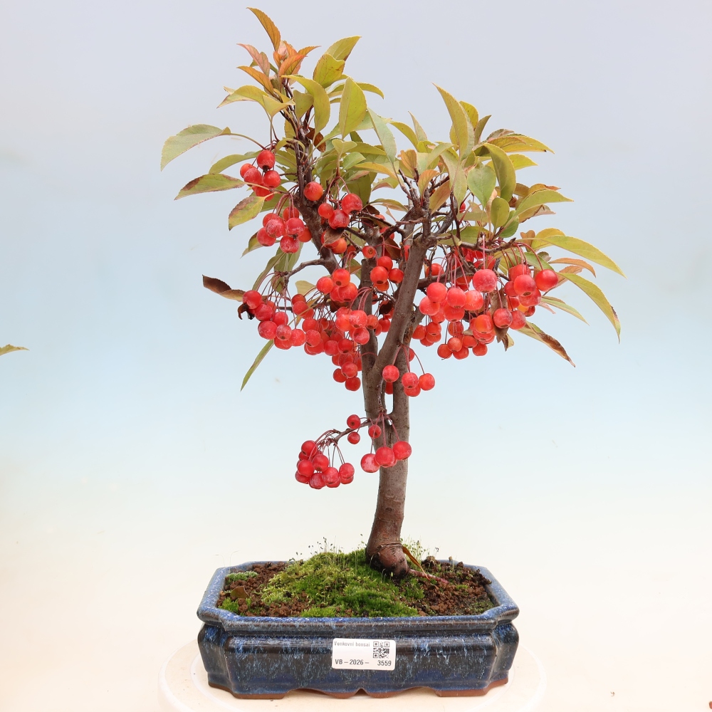 Outdoor-Bonsai -Malus domestica - Kleinfrüchtiger rotblättriger Apfelbaum