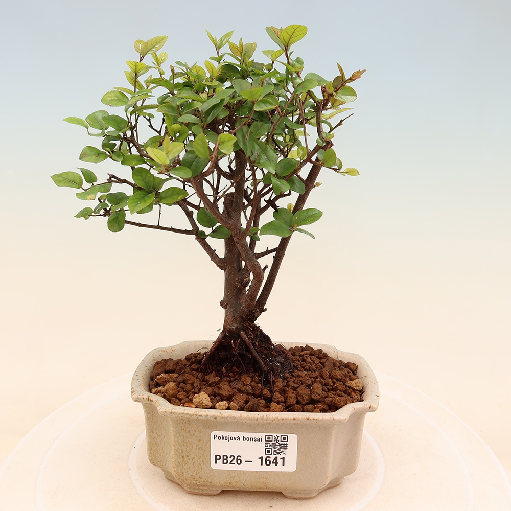 Zimmer Bonsai - Sageretia thea - Sageretia thea