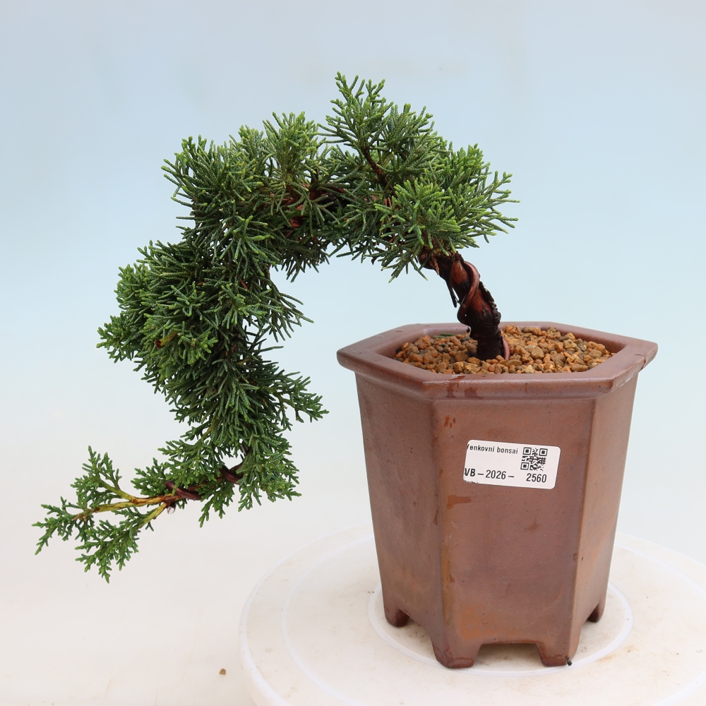 Bonsai für draußen - Juniperus chinensis Kishu