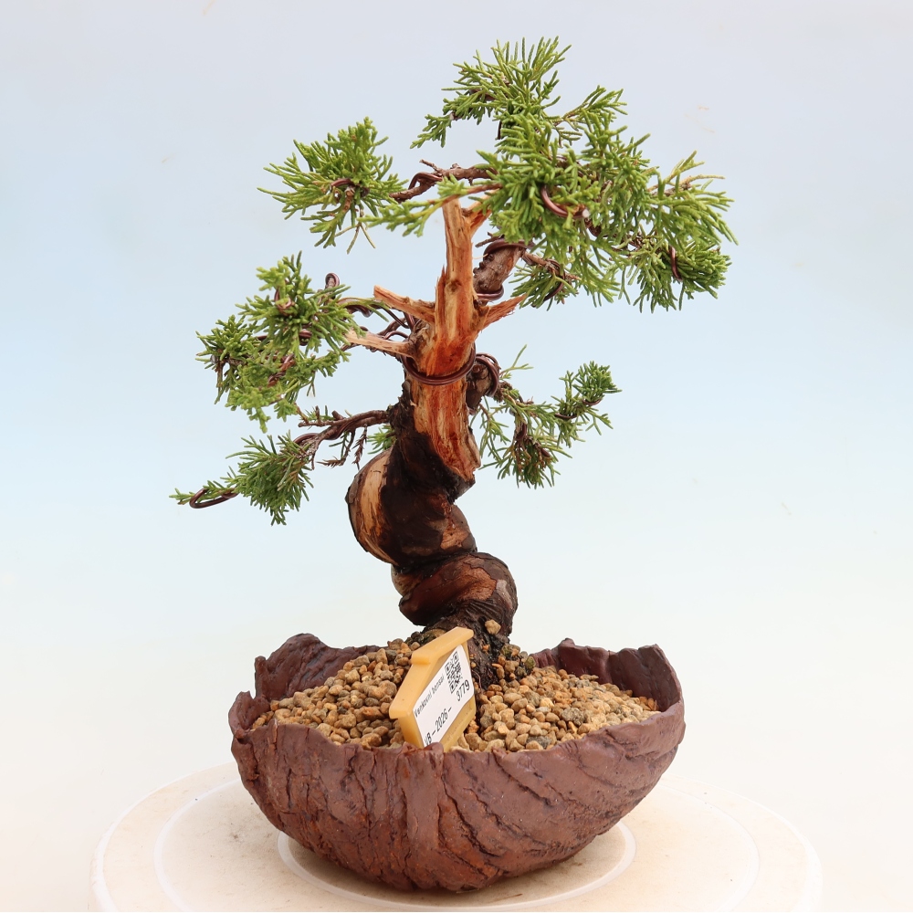 Bonsai für draußen - Juniperus chinensis Itoigawa-Juniperus chinensis
