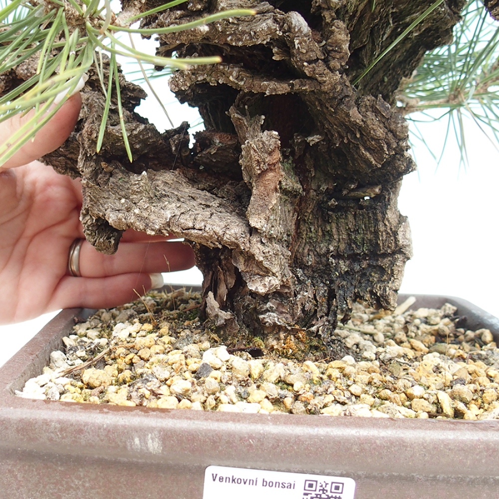 Bonsai für draußen - Pinus thunbergii - Thunberg-Kiefer