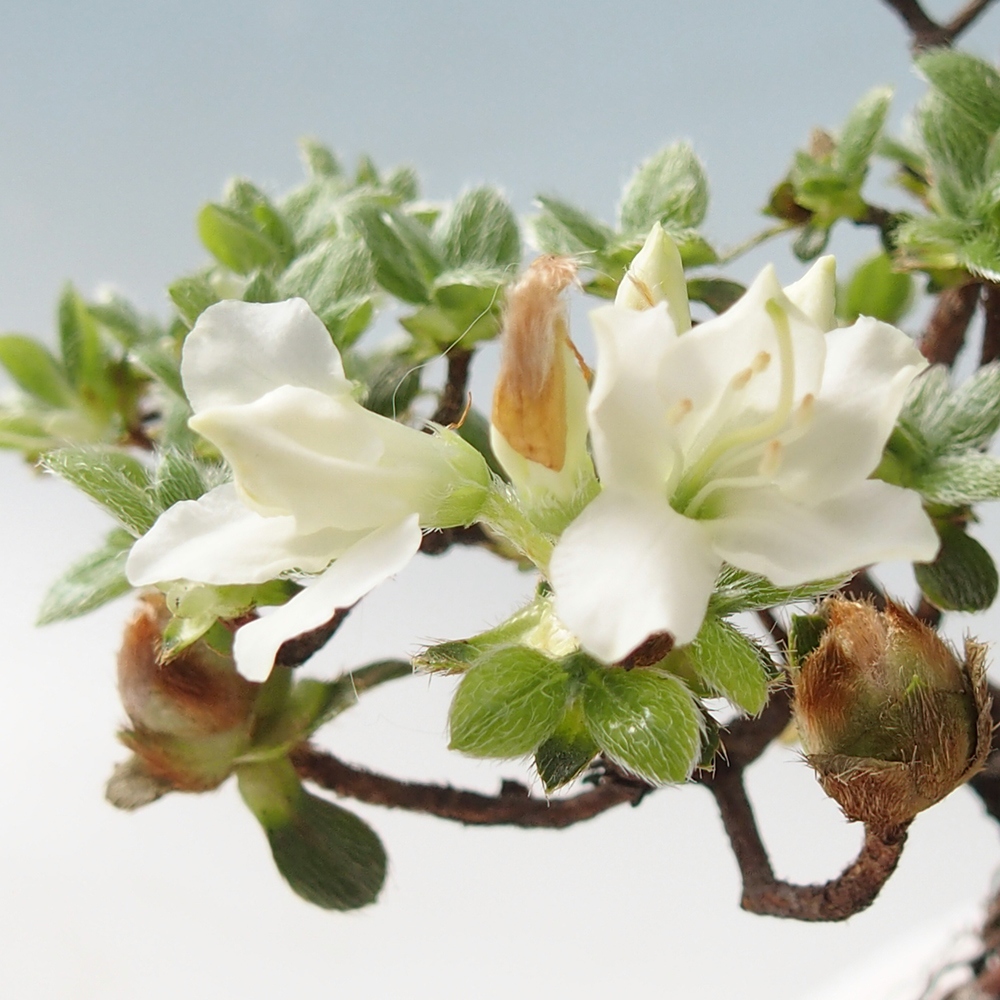 Bonsai für draußen - Rhododendron indicum - Japanische Azalee