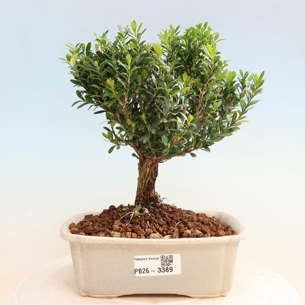 Zimmer Bonsai - Buxus harlandii - Korkbuxus