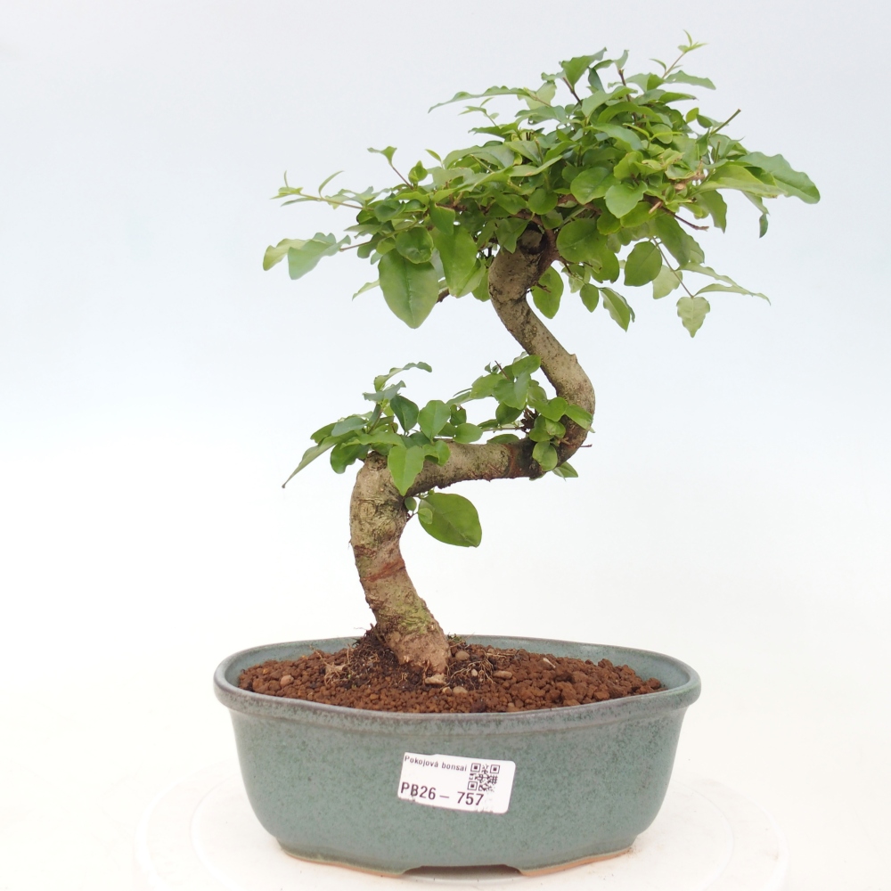 Zimmer Bonsai -Ligustrum chinensis - Vogelschnabel