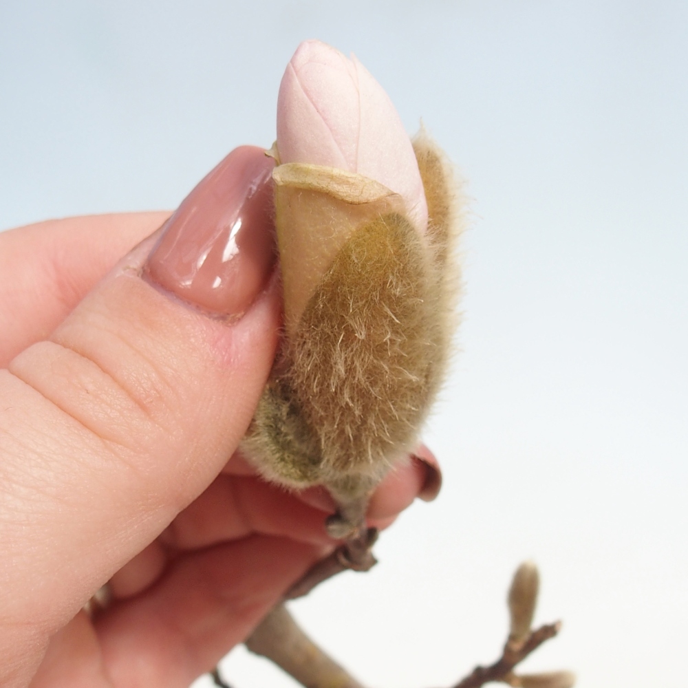 Bonsai für draußen - Magnolia stellata