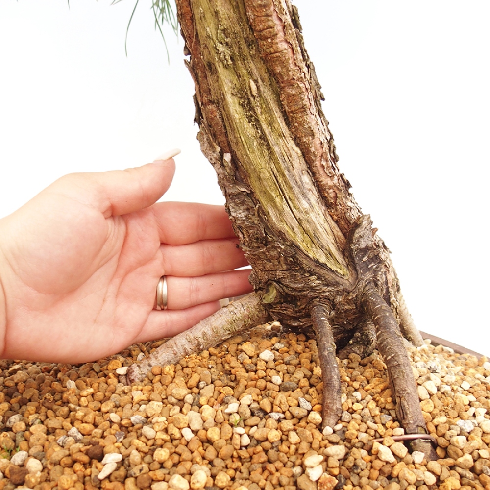 Bonsai für draußen - Pinus thunbergii - Thunberg-Kiefer