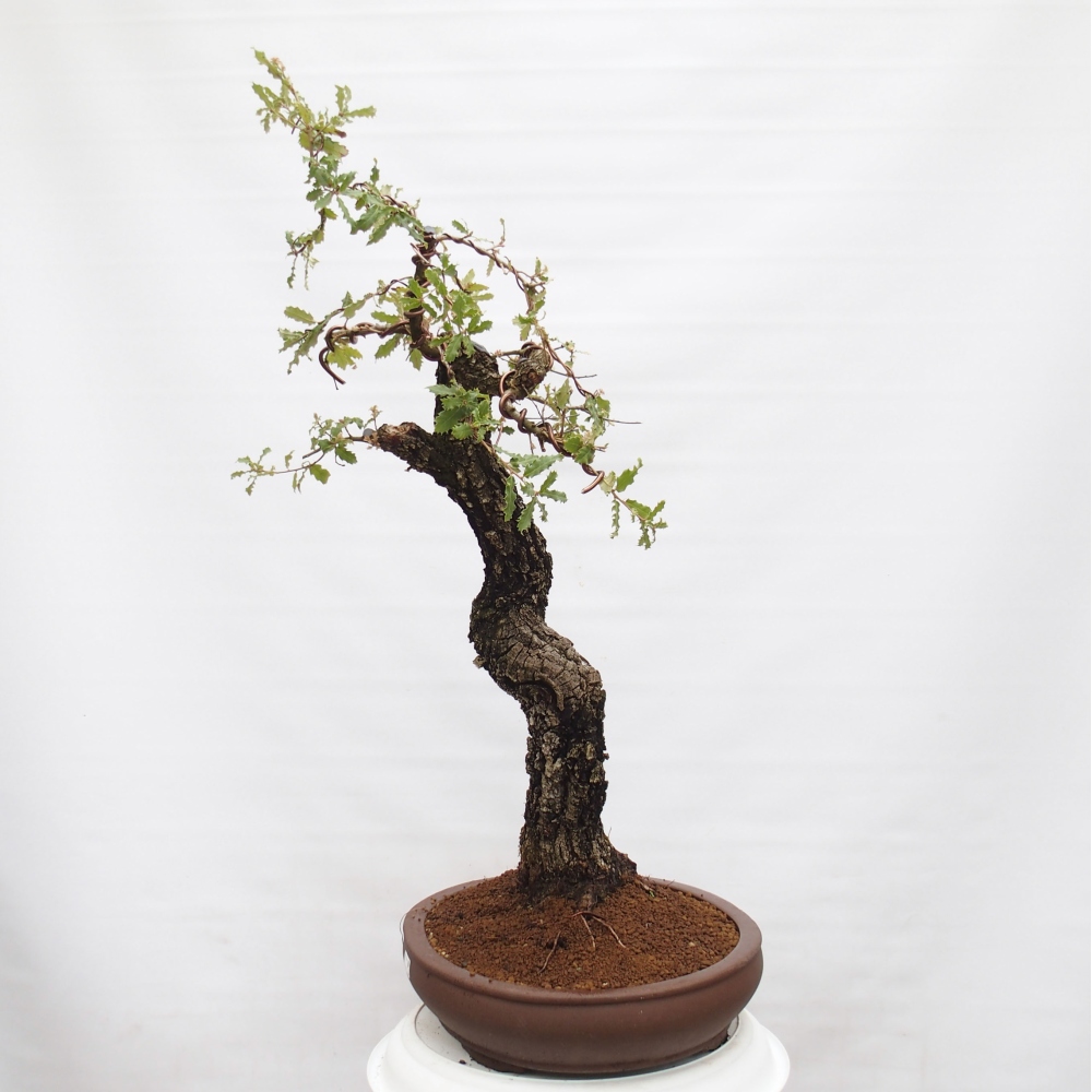 Yamadori - Quercus Ilex - Eichenstechpalme