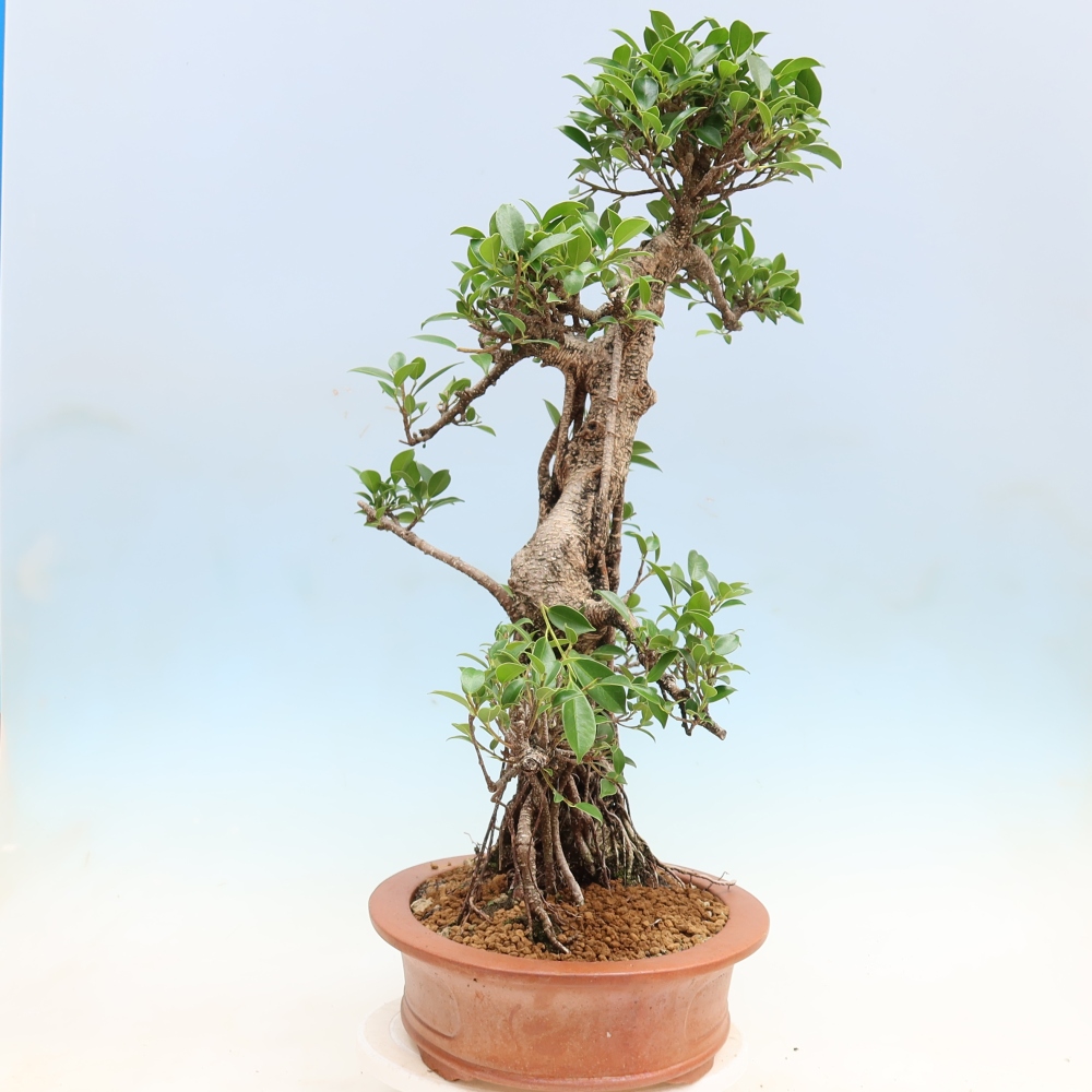 Zimmerbonsai - Ficus kimmen - Kleinblättriger Ficus