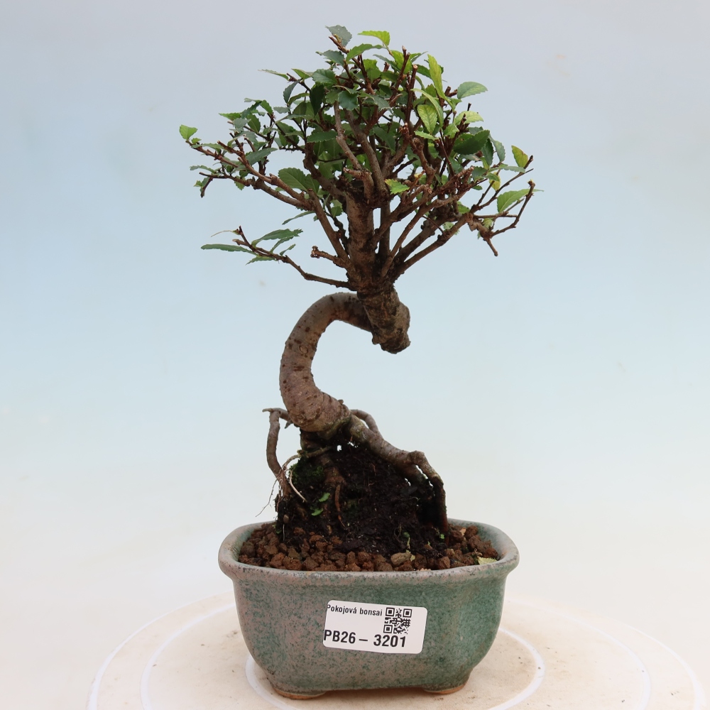 Zimmerbonsai - Ulmus parvifolia - Kleinblättrige Ulme