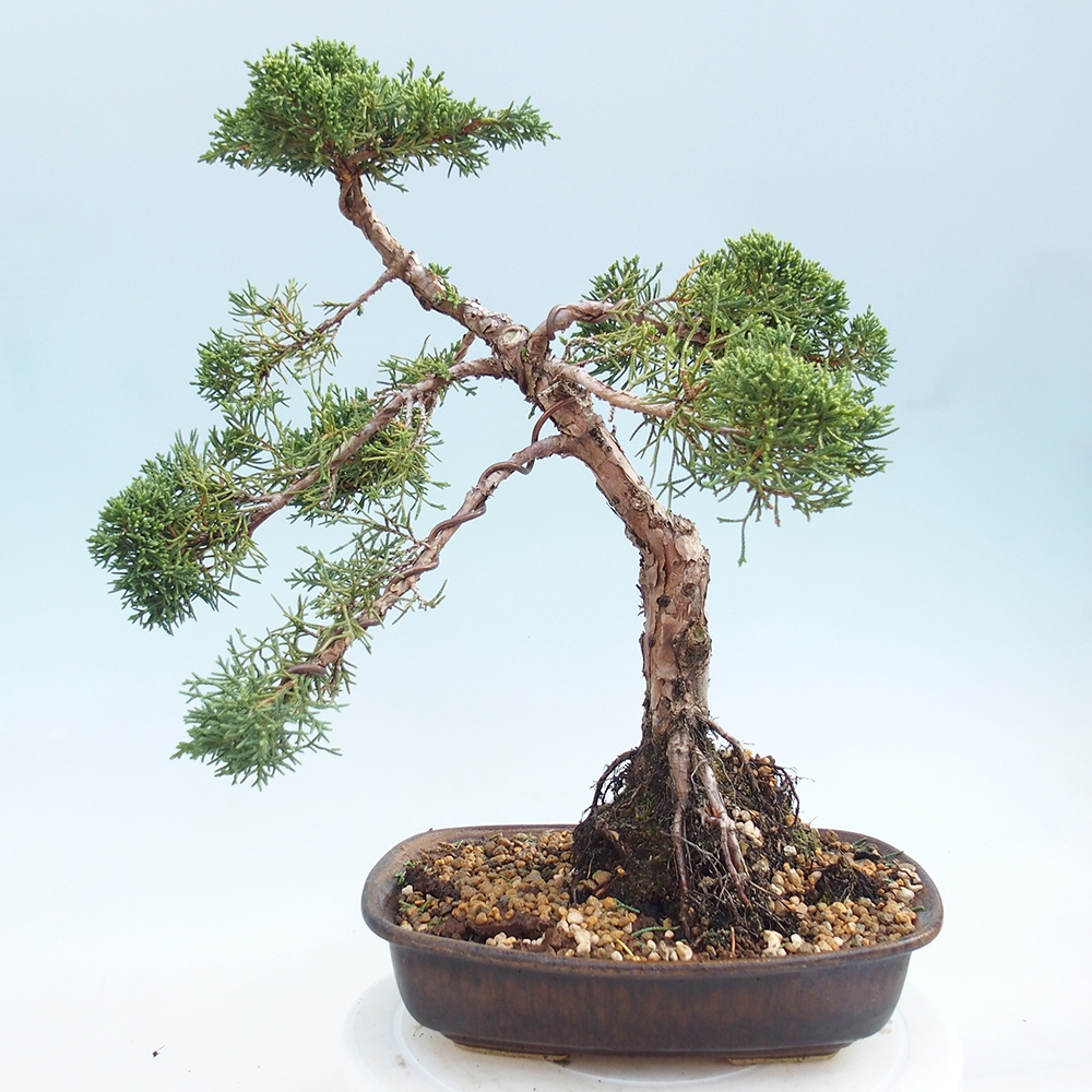 Bonsai für draußen - Juniperus chinensis Kishu