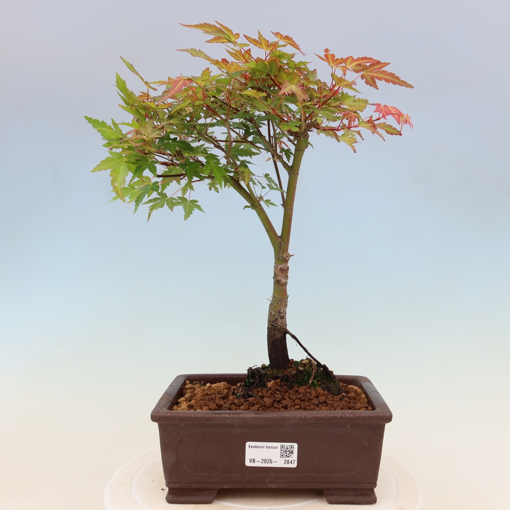 Spitzahorn - Acer palmatum Beni Tsukasa