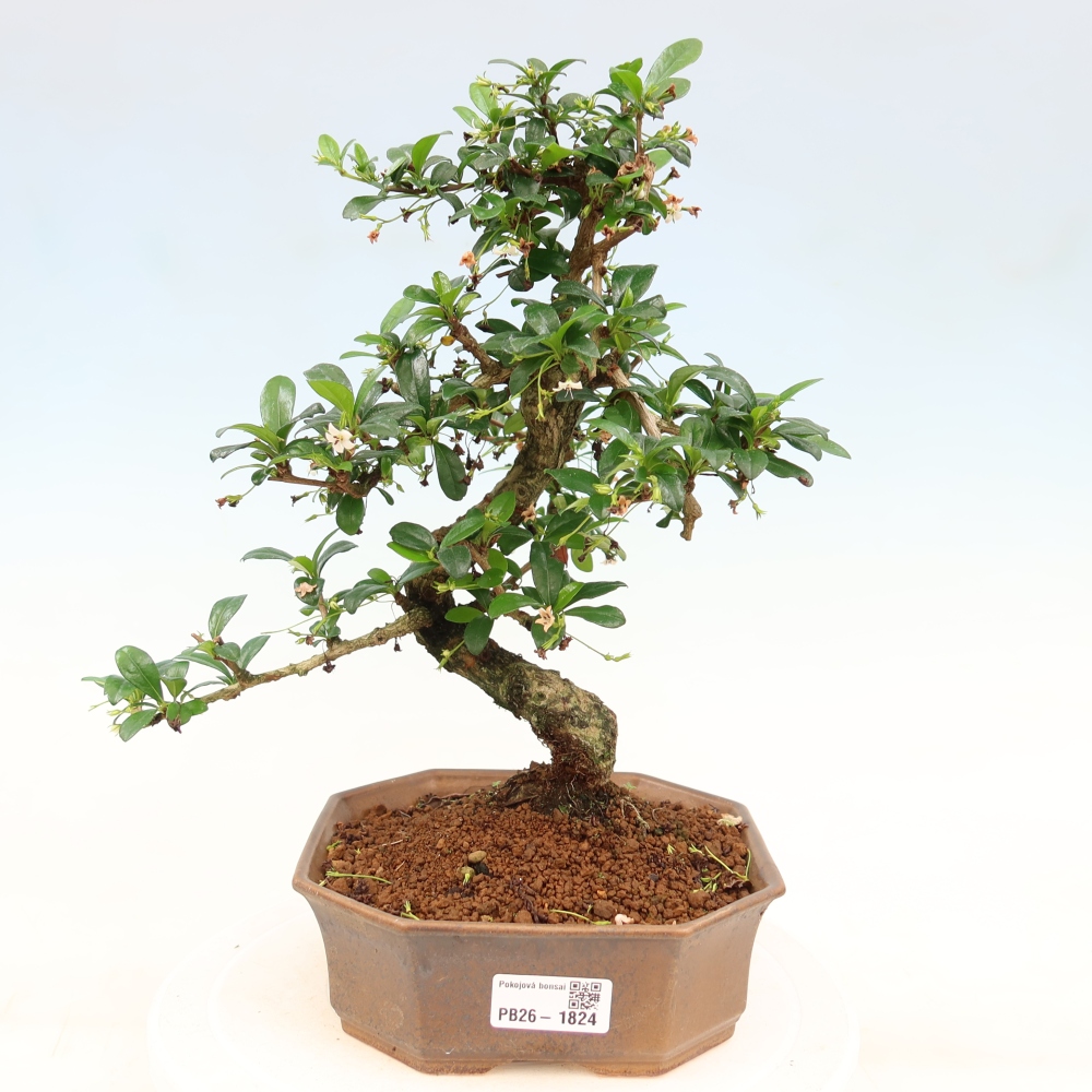 Zimmer-Bonsai - Carmona macrophylla - Tee-Fuki