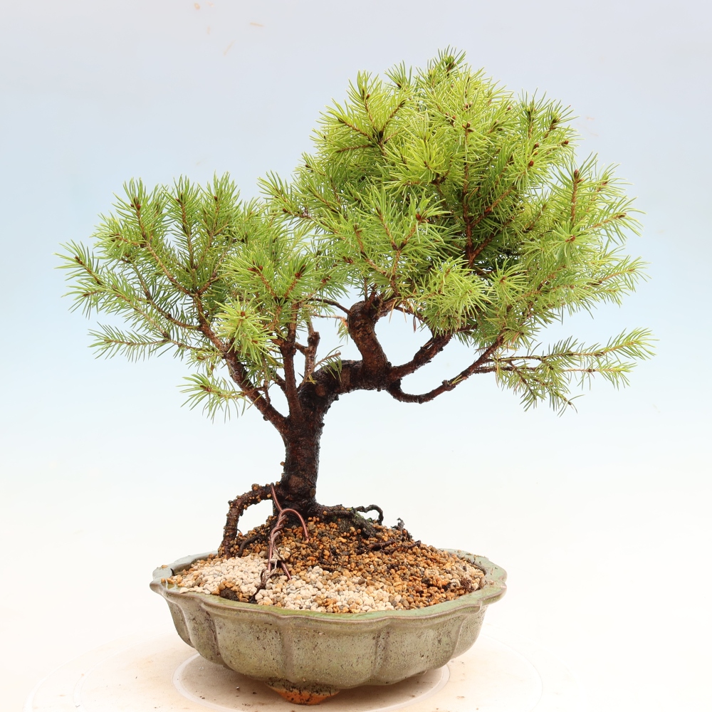 Bonsai für den Außenbereich – Graufichte – Picea glauca Globe