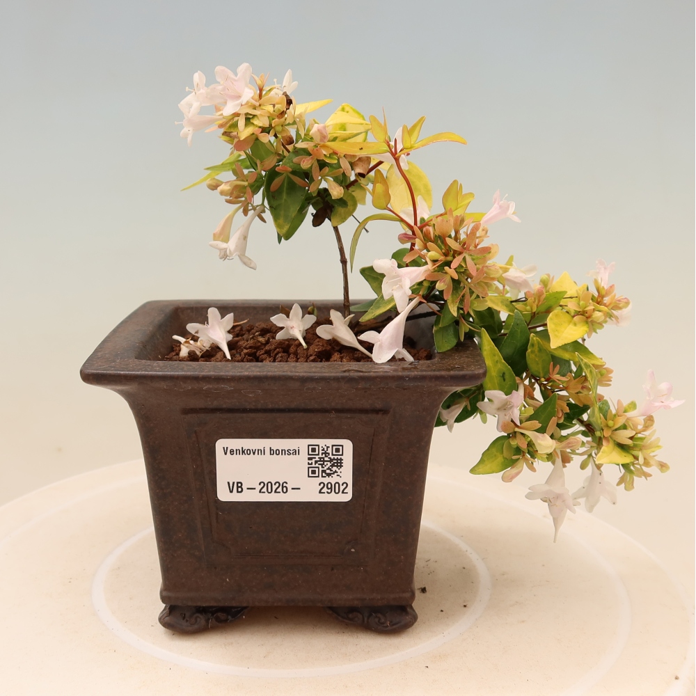 Bonsai für den Außenbereich – Abelia gr. Kleidoscope – Großblumige Abelie