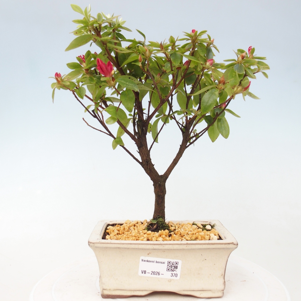 Bonsai für draußen - Japanische Azalee - Azalea sp.