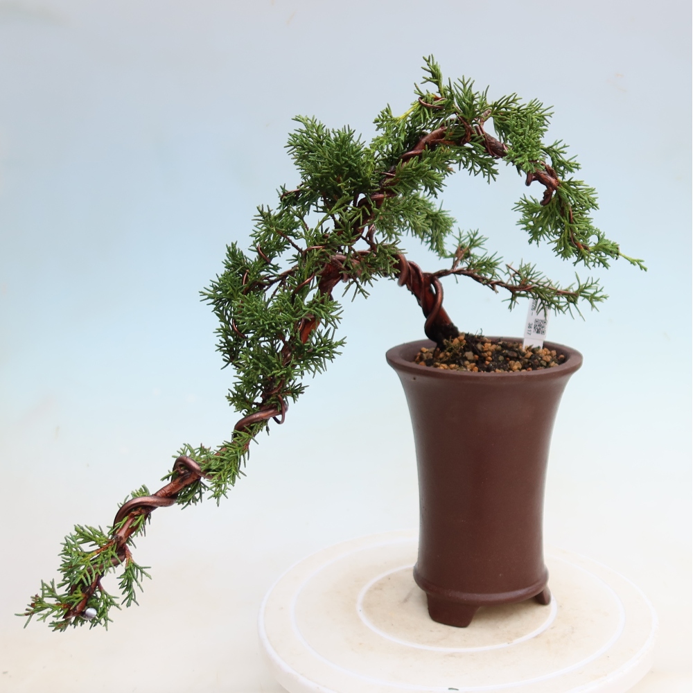 Bonsai für draußen - Juniperus chinensis Kishu