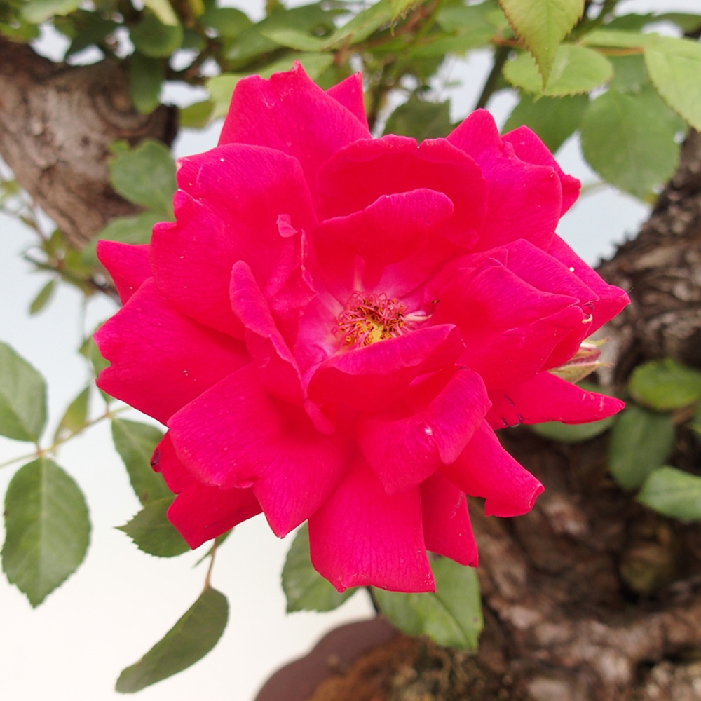 Bonsai für draußen - Rosa Kordes - Rose