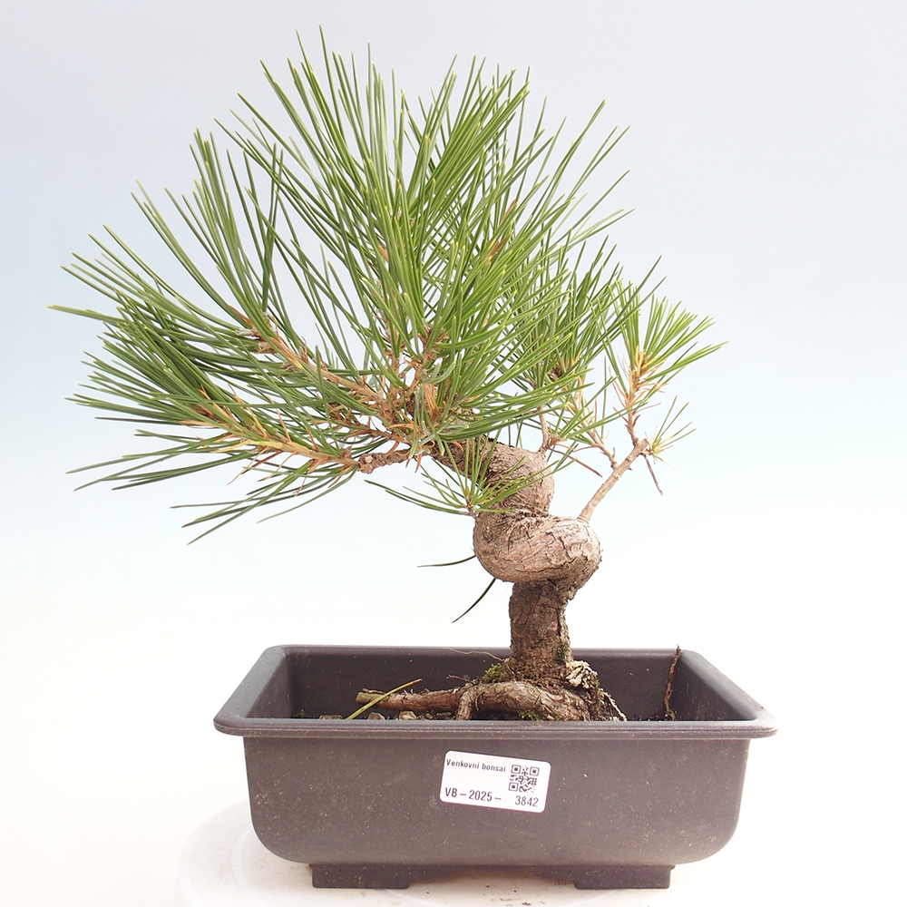 Bonsai für draußen - Pinus thunbergii - Thunberg-Kiefer