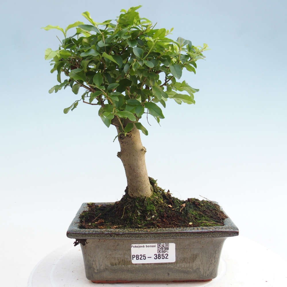 Zimmer Bonsai -Ligustrum chinensis - Vogelschnabel
