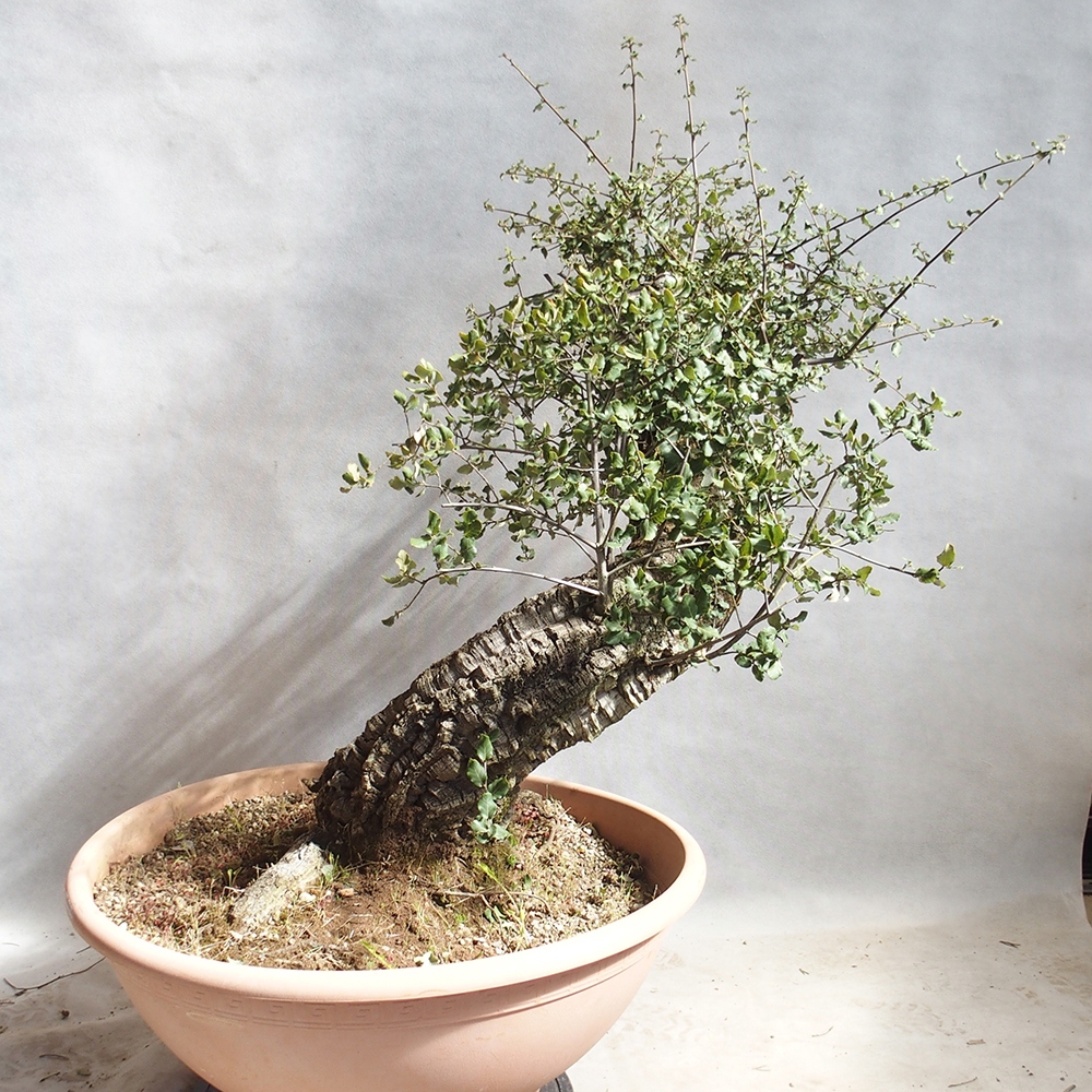 Freiland Bonsai Quercus suber - Korkeiche