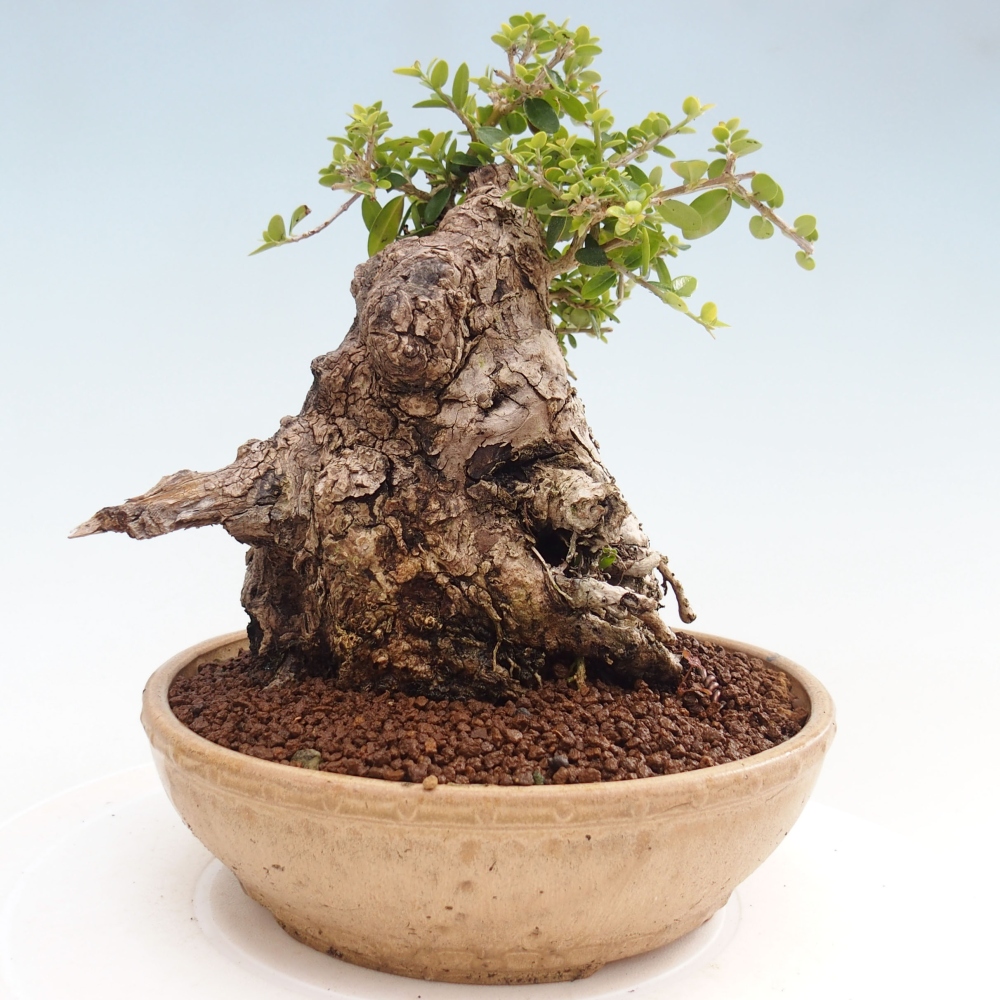 Zimmerbonsai - Olea europaea sylvestris