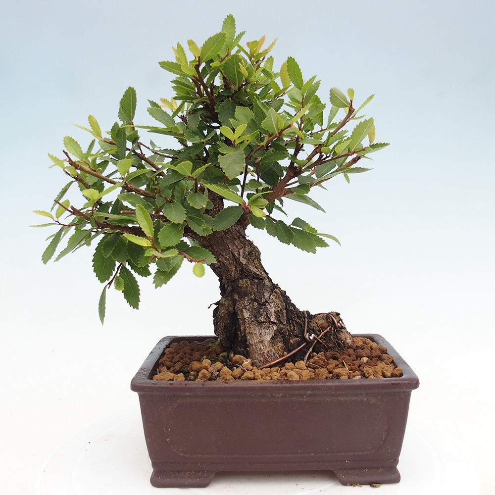 Bonsai für draußen - Zelkova - Zelkova NIRE