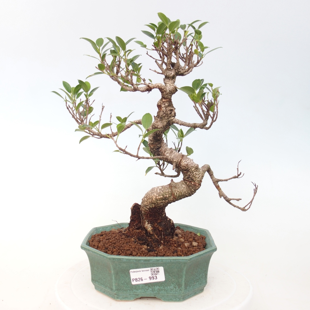 Zimmerbonsai - Ficus retusa - Kleinblättriger Ficus