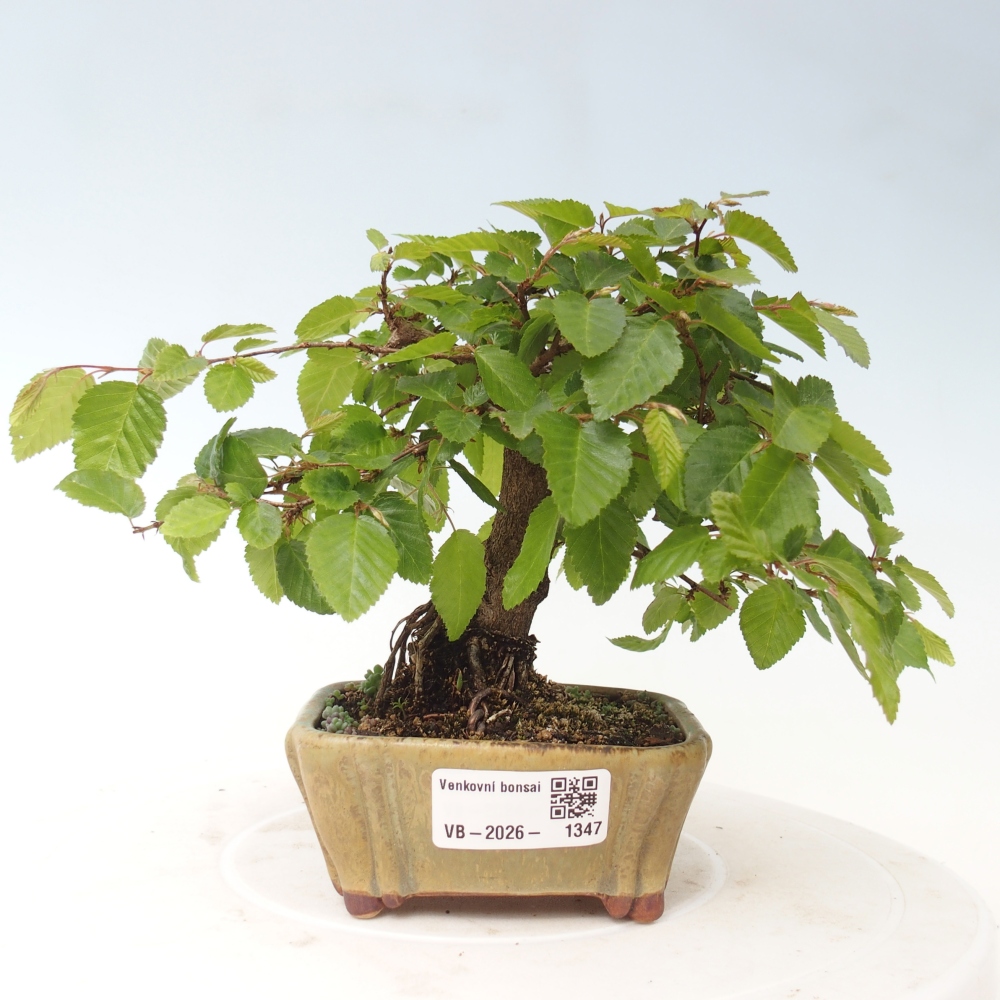 Bonsai für draußen -Carpinus CARPINOIDES - Koreanische Hainbuche