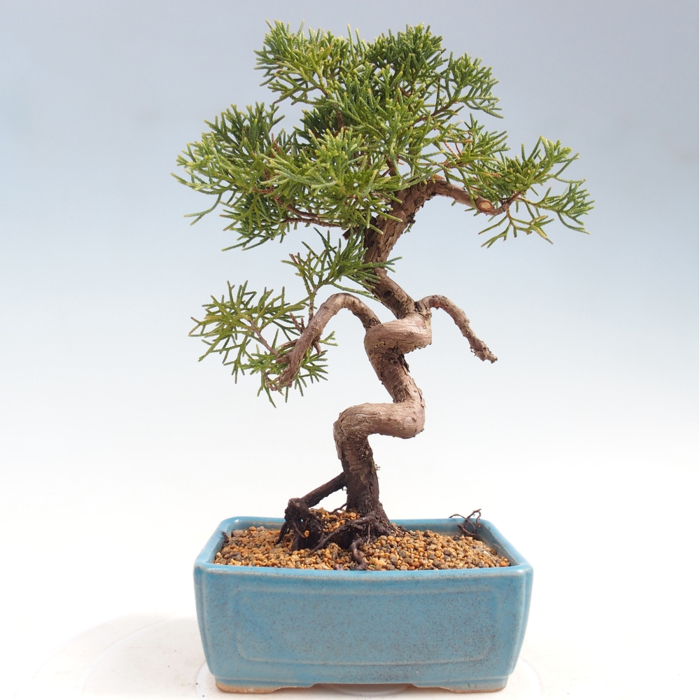 Bonsai für draußen - Juniperus chinensis Kishu