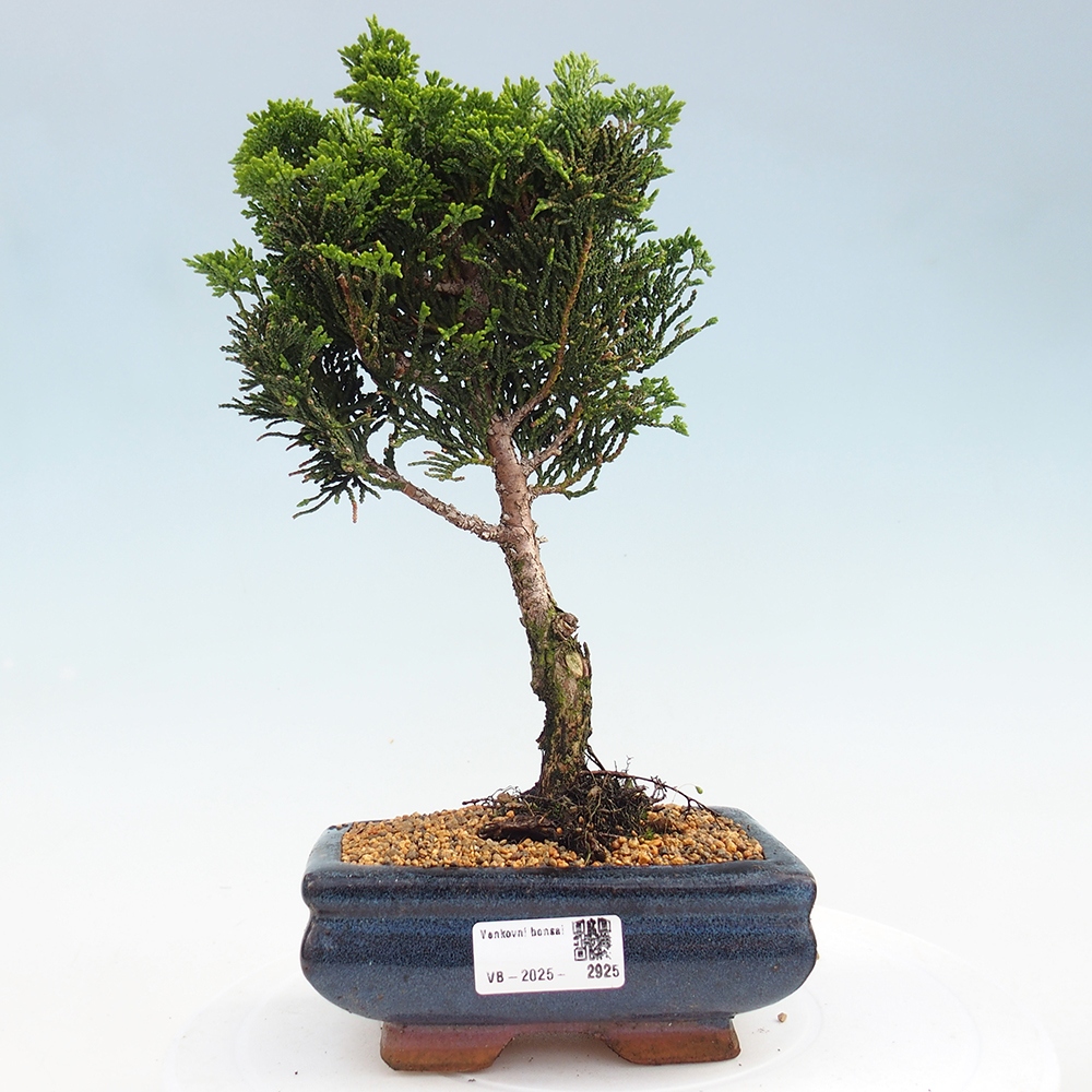 Bonsai für draußen - Cham.pis obtusa Nana Gracilis - Zypresse